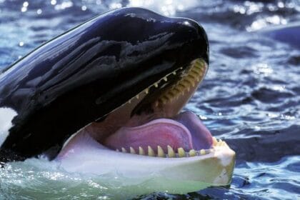 Creepy Animals: 10 Behaviors That Will Haunt You