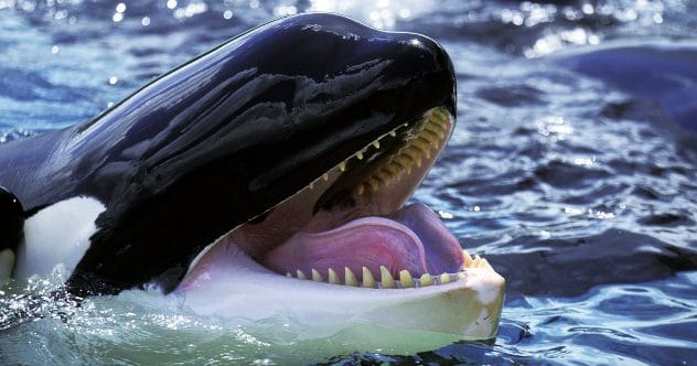 Creepy Animals: 10 Behaviors That Will Haunt You