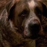 10 Loyal Dogs in Horror Novels You Won't Forget