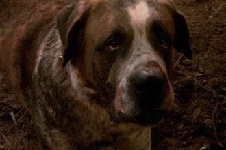 10 Loyal Dogs in Horror Novels You Won't Forget