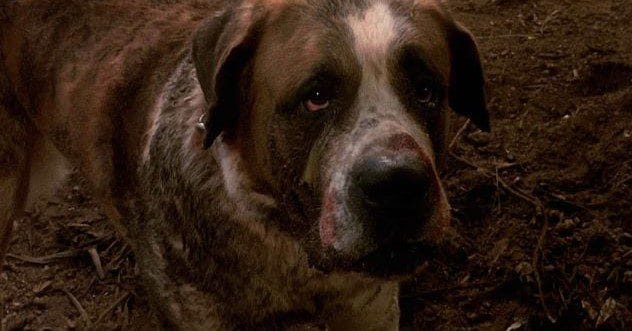 10 Loyal Dogs in Horror Novels You Won't Forget