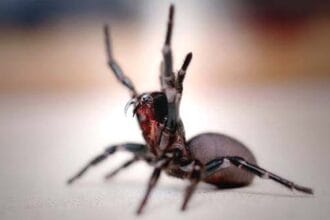 10 Misunderstood Animals You're Wrong to Fear