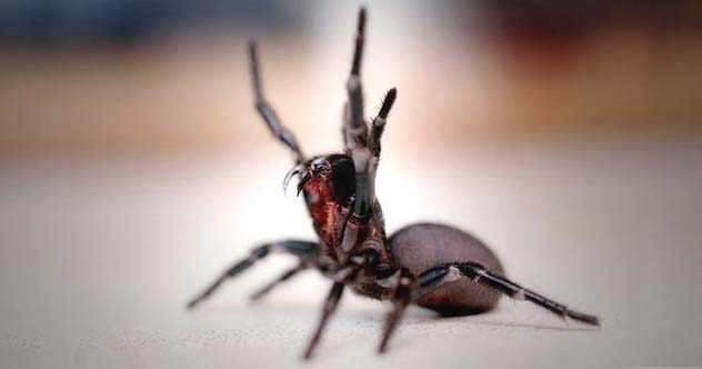 10 Misunderstood Animals You're Wrong to Fear