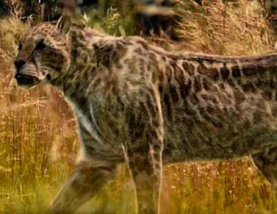 Dinofelis, the 'terrible cat' with saberteeth