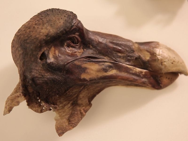 Mummified dodo head