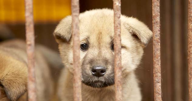 A cute dog portrait