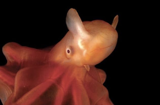 Cute dumbo octopus