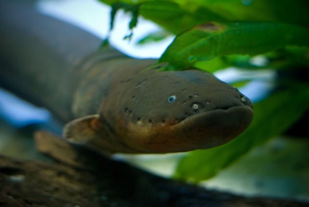 Electric eel shocking its prey