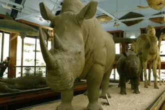 Weirdest European Attractions: Top 10 Unique Spots