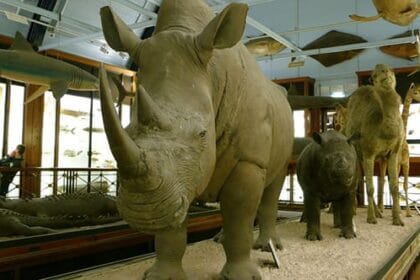 Weirdest European Attractions: Top 10 Unique Spots