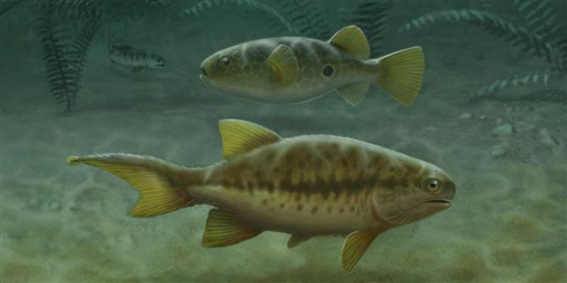image of tails