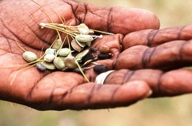 Pemmican and other frontier foods.