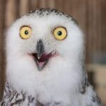 10 Animals Back From Extinction: Lazarus Species!