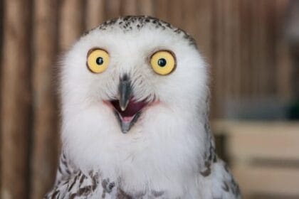 10 Animals Back From Extinction: Lazarus Species!