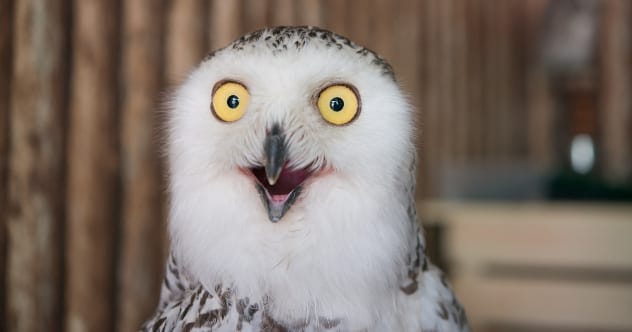 10 Animals Back From Extinction: Lazarus Species!
