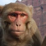 10 Wild Animal Woes & Wacky Fixes You Won’t Believe!