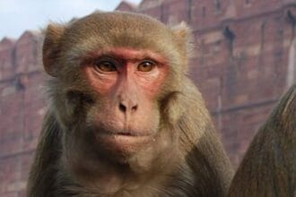 10 Wild Animal Woes & Wacky Fixes You Won’t Believe!