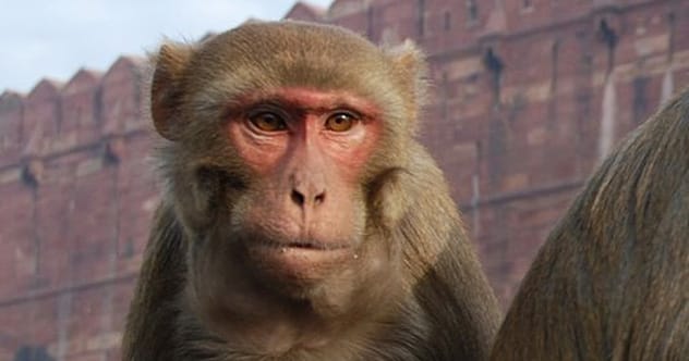 10 Wild Animal Woes & Wacky Fixes You Won’t Believe!