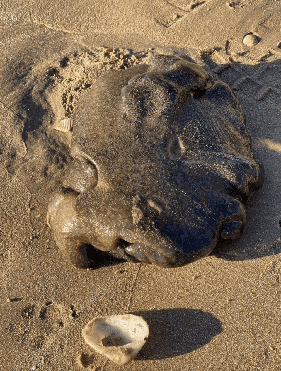 Sea Pork