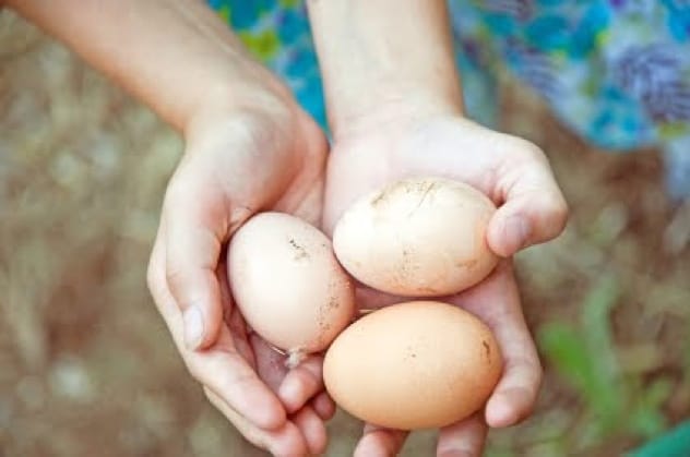 Farm Fresh Eggs