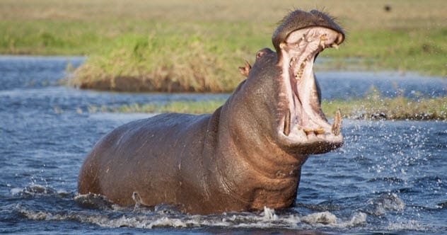 A hippopotamus in the water