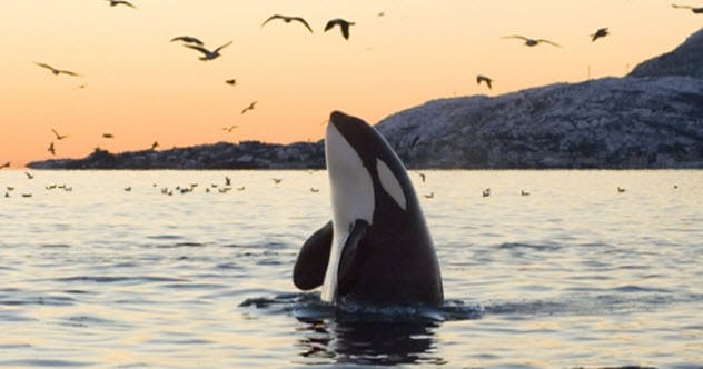 Whale jumping out of the water