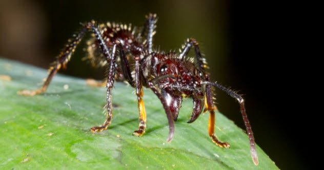 Bullet Ant