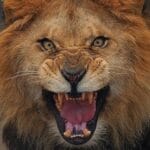 10 Famous Writers & Artists With Unusual Pets!