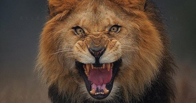 10 Famous Writers & Artists With Unusual Pets!