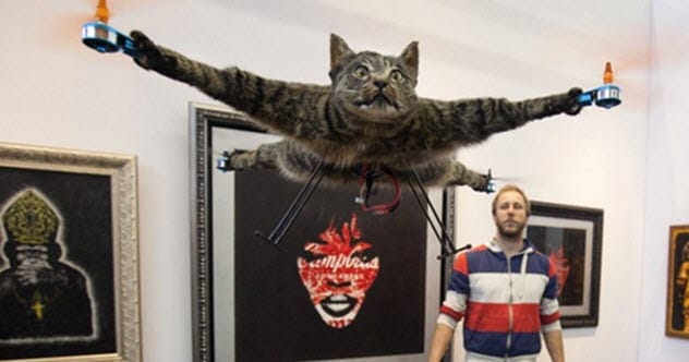 Cat looking at the camera