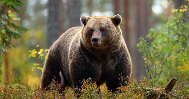 Lord Byron's tame bear
