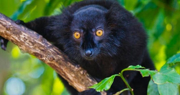Black lemur sitting on a branch