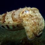 10 Amazing Shape-Shifting Organisms in the Wild