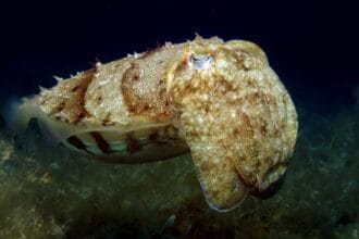 10 Amazing Shape-Shifting Organisms in the Wild