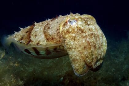 10 Amazing Shape-Shifting Organisms in the Wild