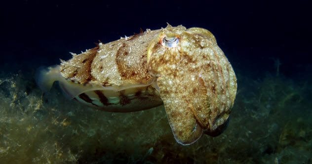 10 Amazing Shape-Shifting Organisms in the Wild