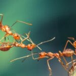 Ant-tastic Facts: 10 Amazing Ant Discoveries!