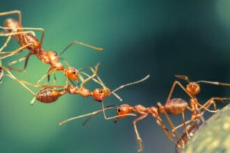 Ant-tastic Facts: 10 Amazing Ant Discoveries!