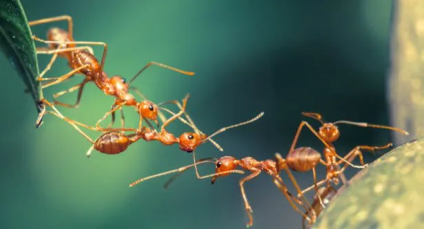 Ant-tastic Facts: 10 Amazing Ant Discoveries!