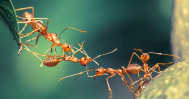Ant-tastic Facts: 10 Amazing Ant Discoveries!