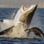 Shark Myths Busted: Top 10 Misconceptions Exposed