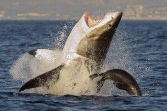 Shark Myths Busted: Top 10 Misconceptions Exposed