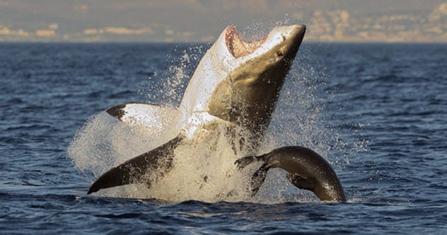 Shark Myths Busted: Top 10 Misconceptions Exposed