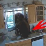 Animal Heist: 10 Times Animals Hilariously Robbed People