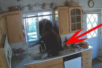 Animal Heist: 10 Times Animals Hilariously Robbed People