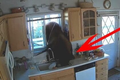 Animal Heist: 10 Times Animals Hilariously Robbed People