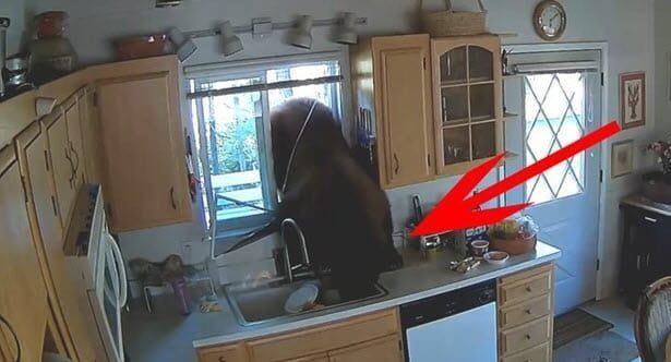 Animal Heist: 10 Times Animals Hilariously Robbed People