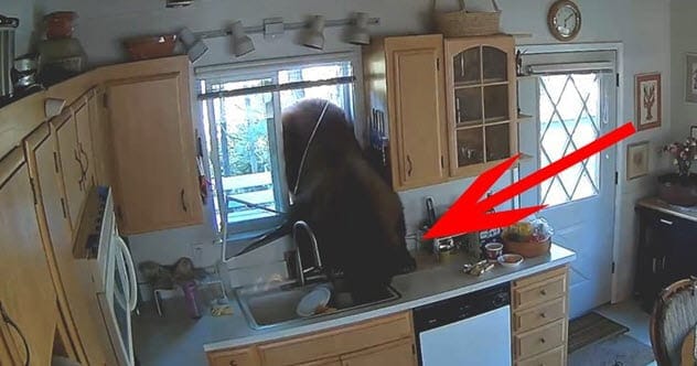 Animal Heist: 10 Times Animals Hilariously Robbed People