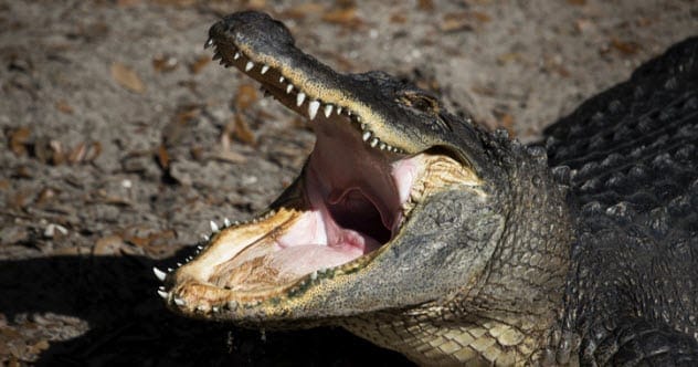 Alligator near an apartment