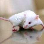 10 Human Diseases Mice Help Us Understand & Fight